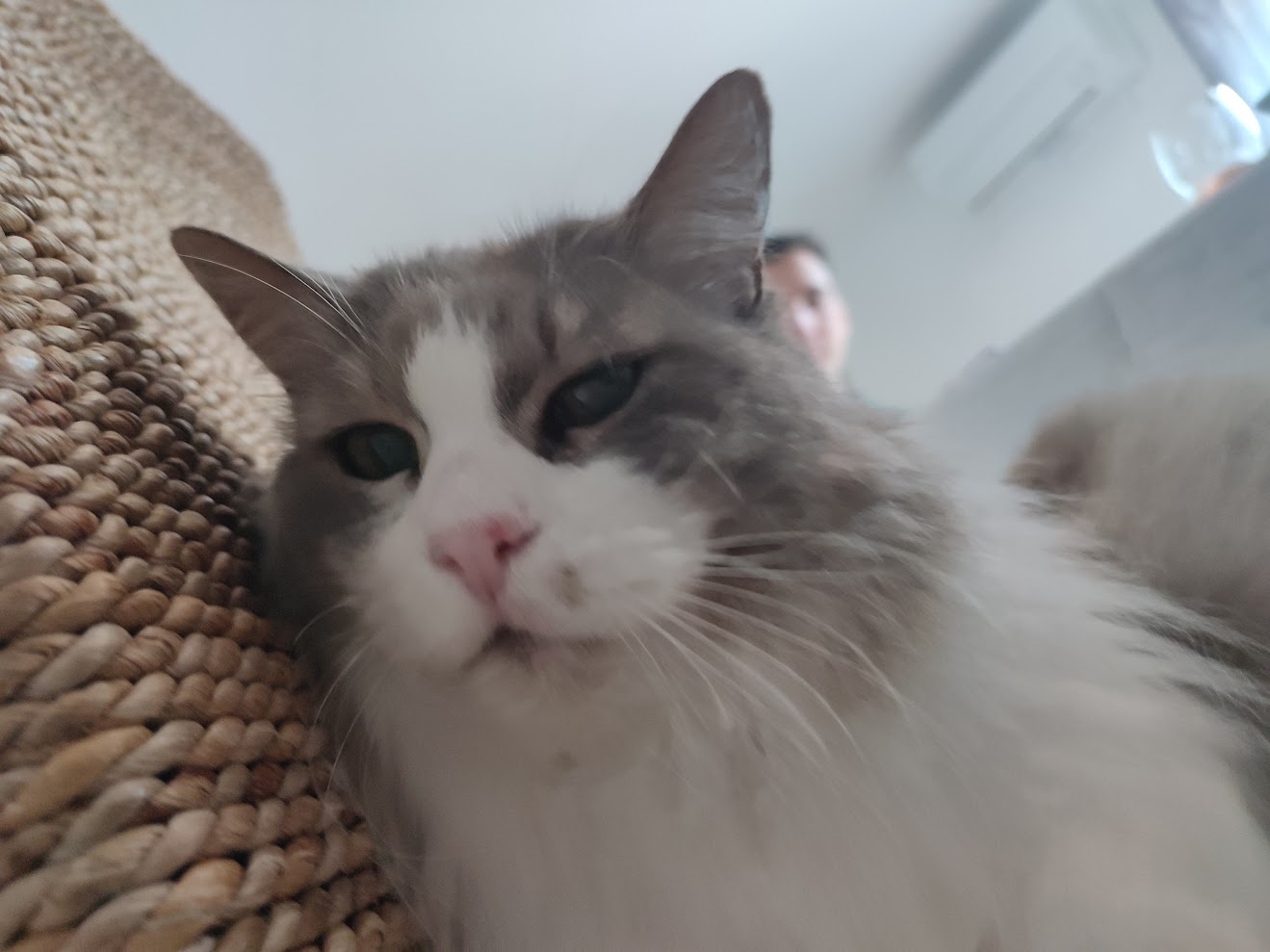 Moustache sur le canapé