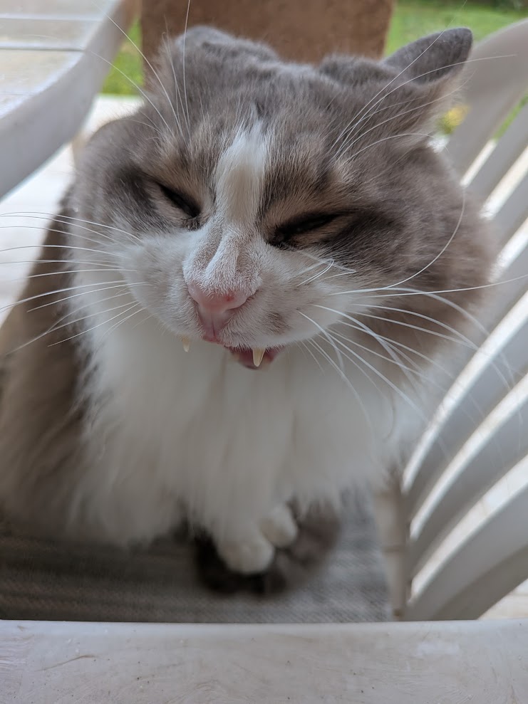 Moustache qui miaule