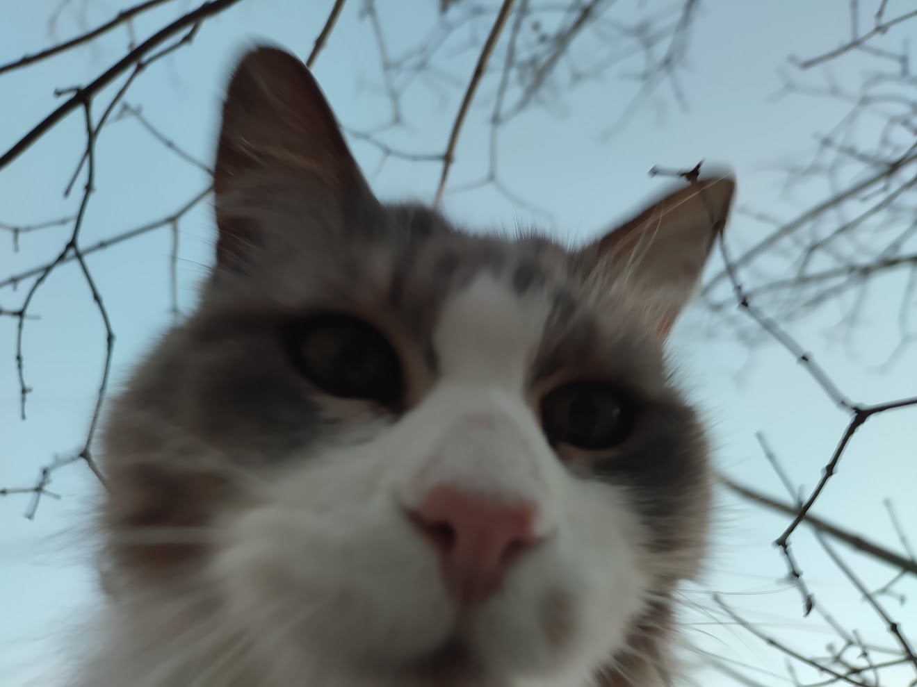 Moustache de très près